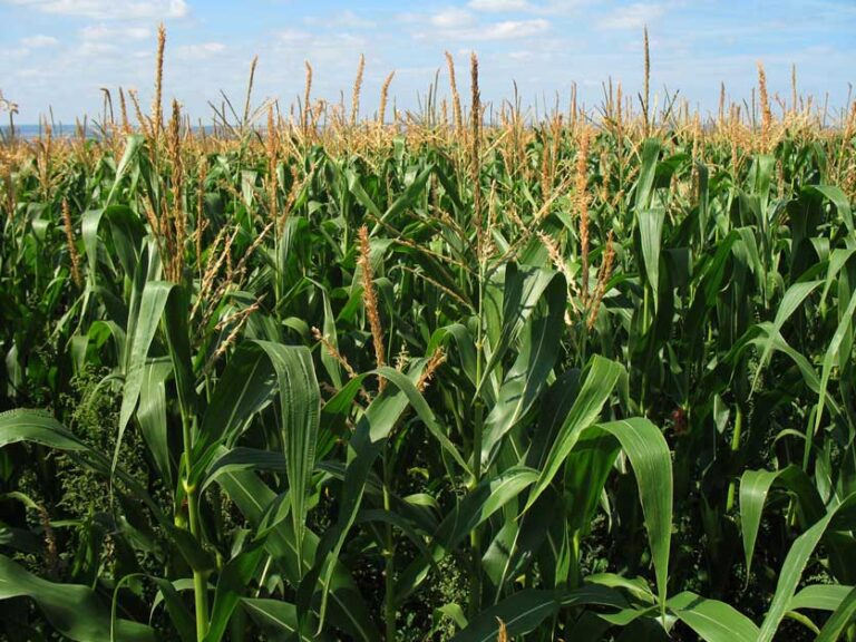Ask your local farm bureau to support safe setbacks