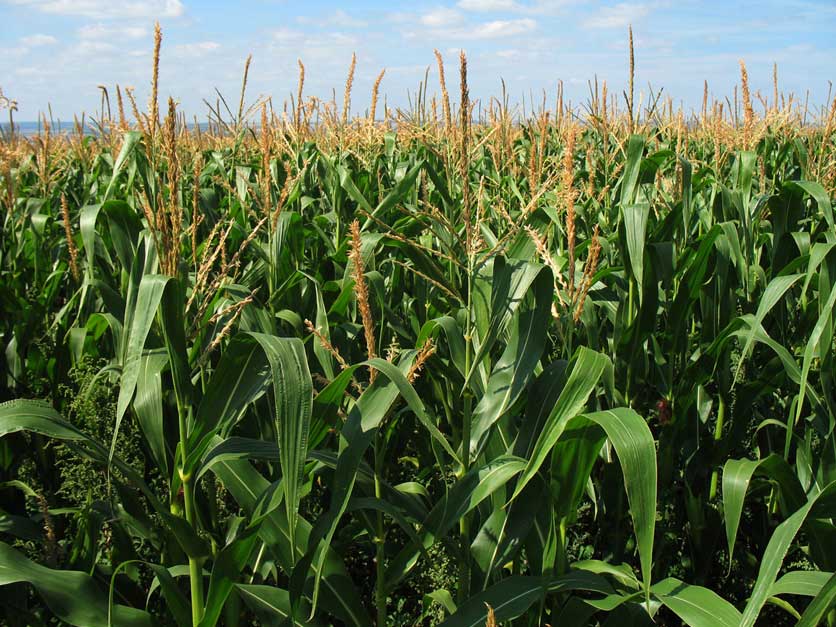 Ask your local farm bureau to support safe setbacks